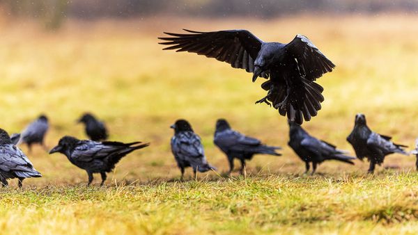 What's a Group of Ravens Called? Not a Murder (That's Crows)