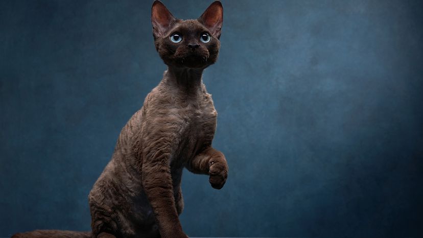 Devon Rex (Chocolate Variant)