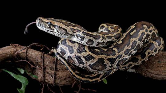 Python vs. Anaconda: Comparing Snakes and Software Languages