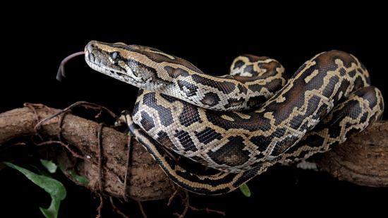 Python vs. Anaconda: Comparing Snakes and Software Languages