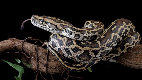 Python vs. Anaconda: Comparing Snakes and Software Languages