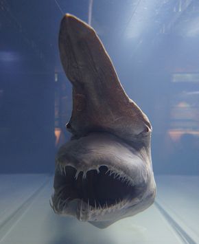 Goblin shark