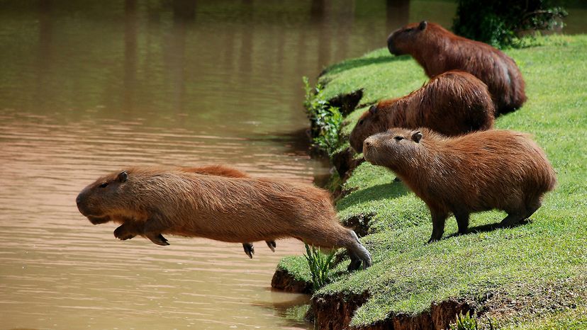 Capybaras