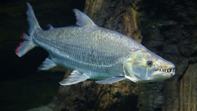 Goliath tigerfish