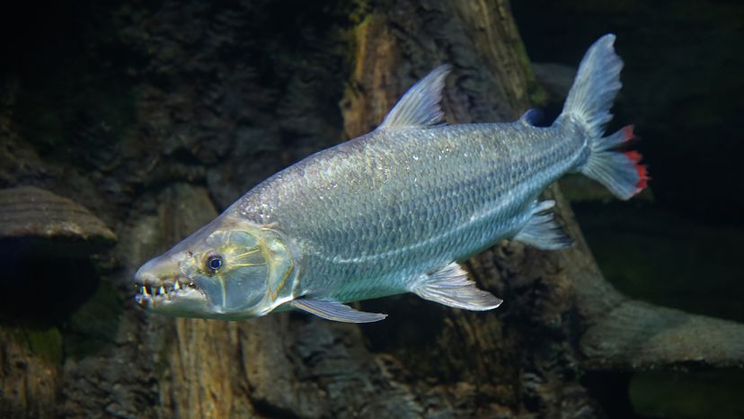 Goliath tigerfish