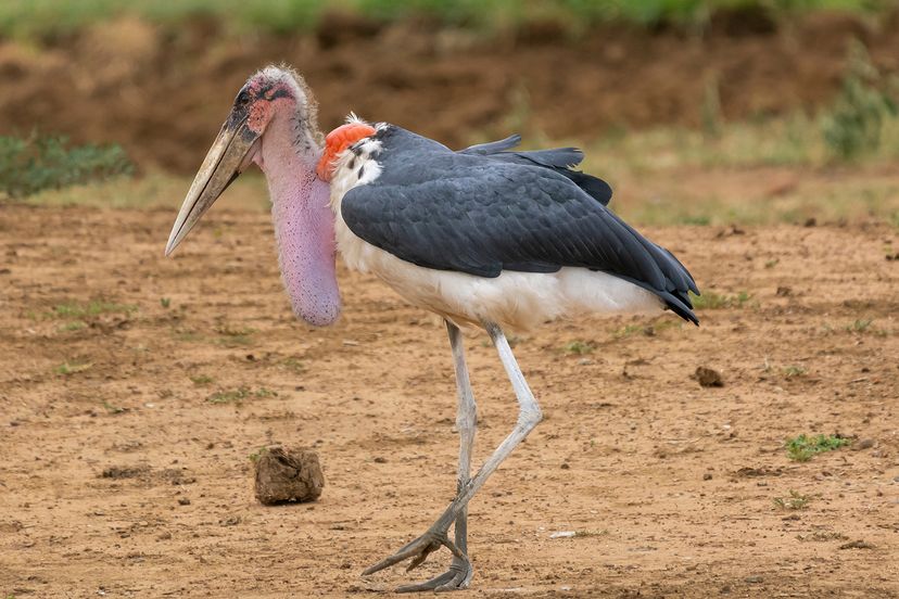 Marabou stork