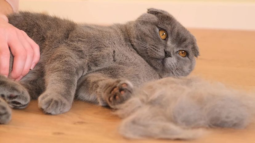 Combing the fur of a Scottish tabby cat