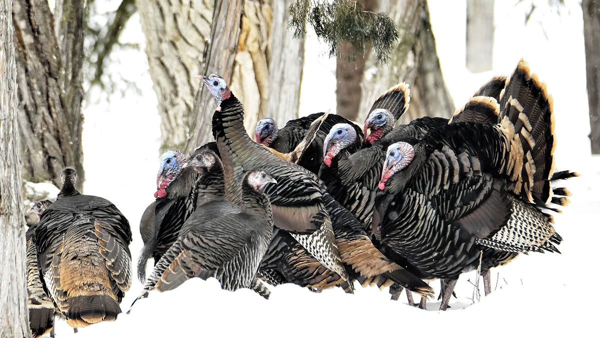 What Is a Group of Wild Turkeys Called? Not a Flock