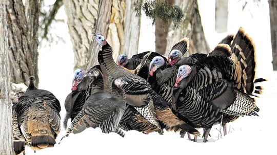 What Is a Group of Wild Turkeys Called? Not a Flock