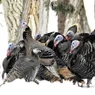 What Is a Group of Wild Turkeys Called? Not a Flock