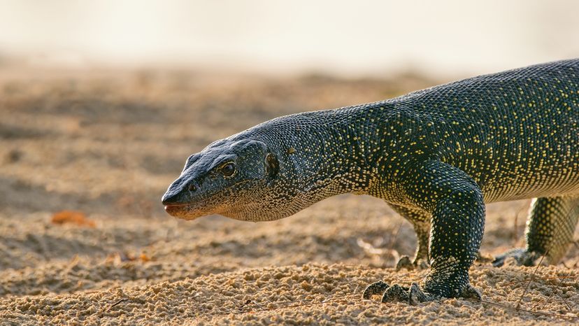 Mangrove monitor