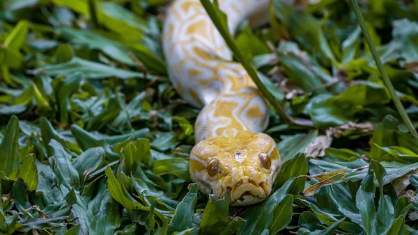 10 Invasive Species in Florida: Pythons, Feral Hogs, and More