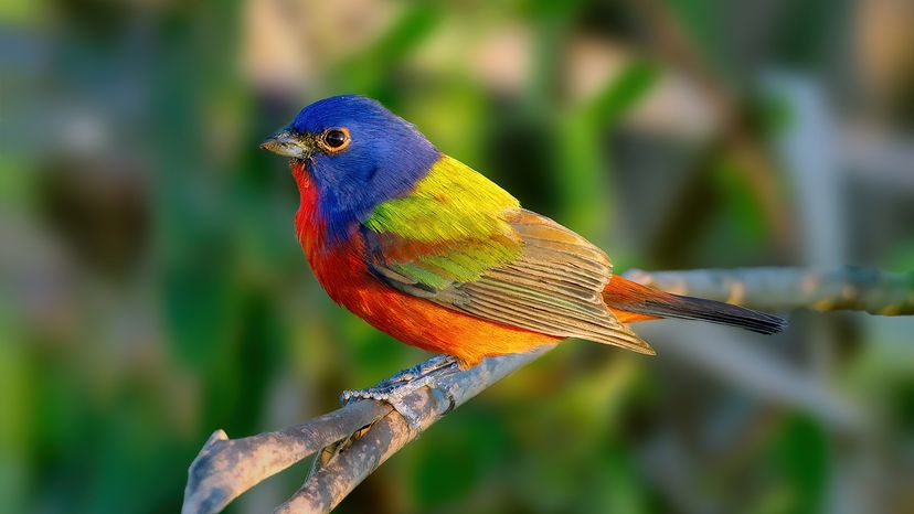 Painted Bunting