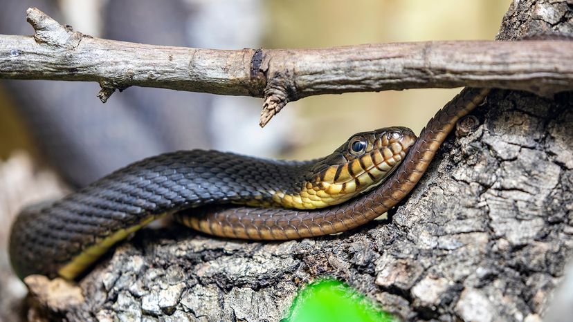 Plain-bellied water snake