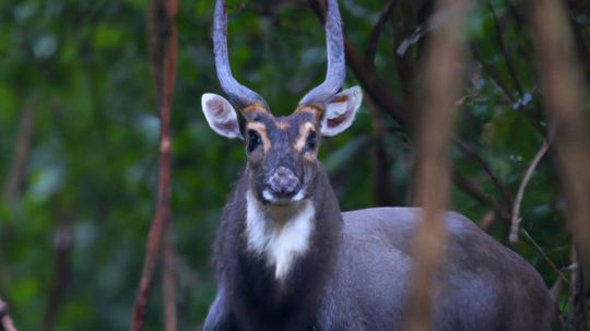 The Saola Is Southeast Asia's 'Unicorn'