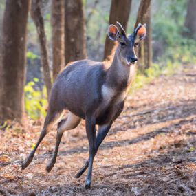 A saola runs between trees