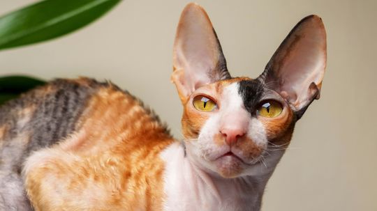 Cornish Rex: Cat With Curly Fur and Gigantic Ears