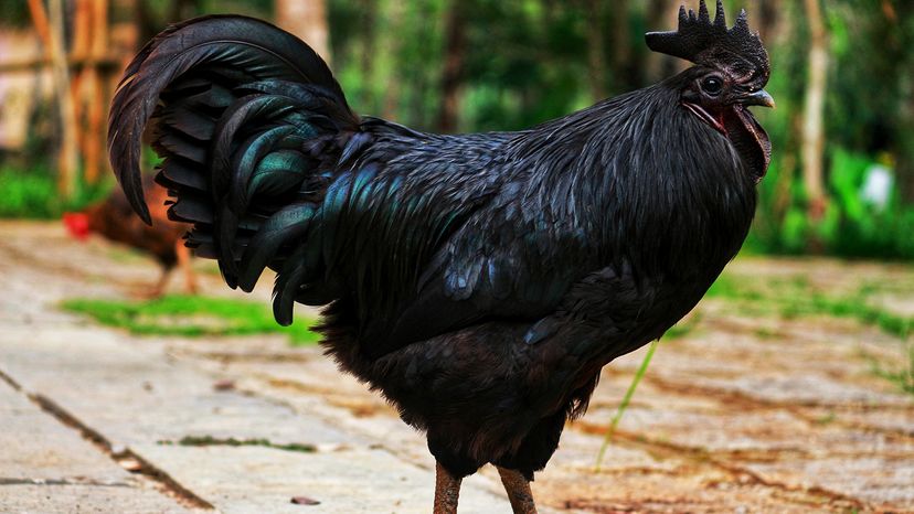 Ayam Cemani