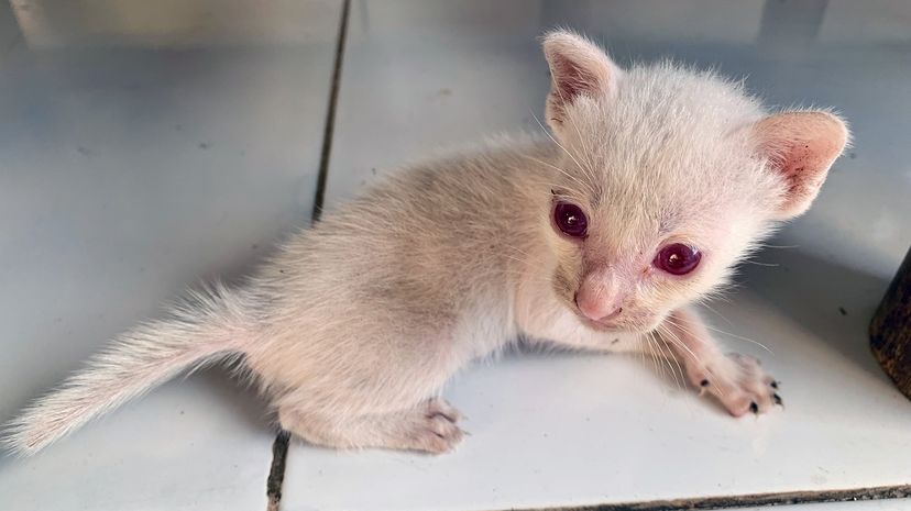 Albino kitten