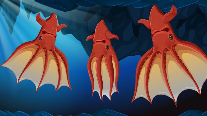 illustration of three vampire squid