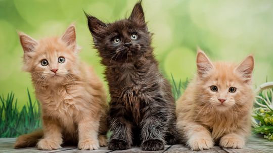 10 Most Common Cat Breeds You'll Find in U.S. Homes