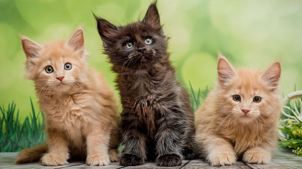 10 Most Common Cat Breeds You'll Find in U.S. Homes