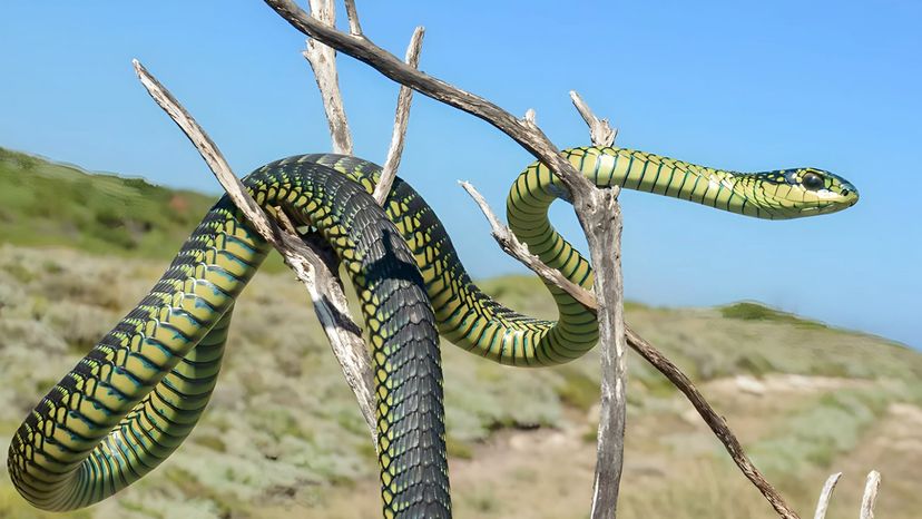 Boomslang