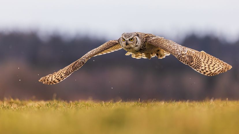 Great horned owl