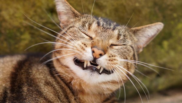 Why Is My Cat Sneezing? Does It Have Allergies?