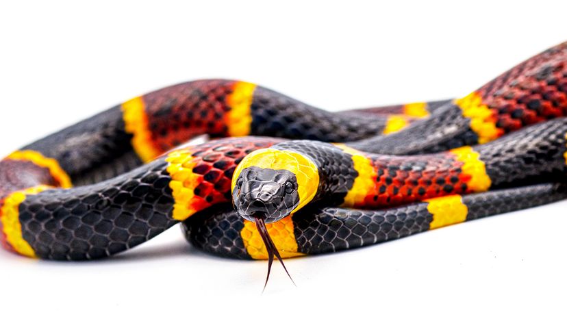 5 Black and Yellow Snake Species to Look Out For | HowStuffWorks