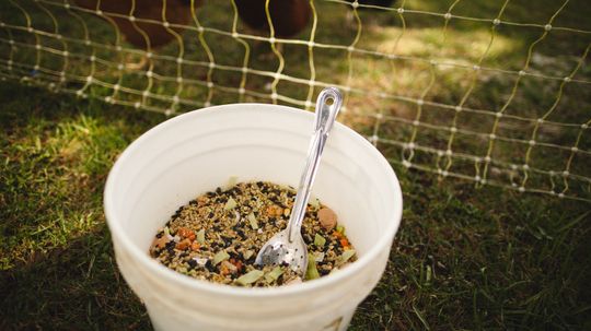 Organic DIY Chicken Feed Is "Cheep" To Make Yourself