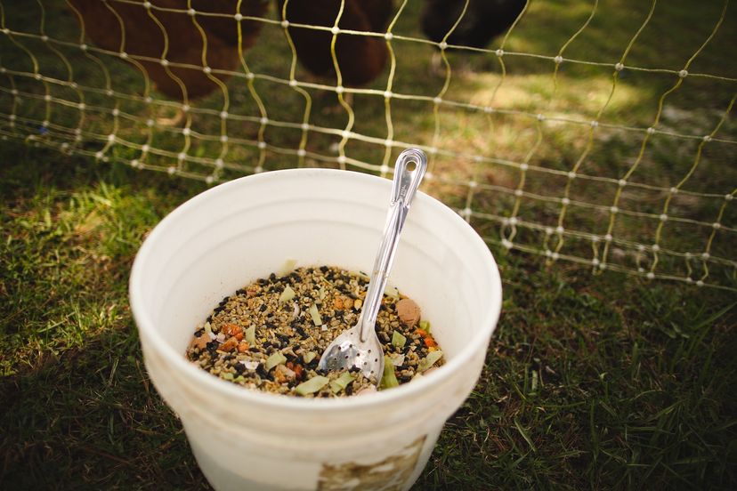 Mixed chicken feed in a white bucket with a silver serving spoon sitting in it.