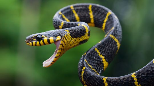 The Mangrove Snake Is a Tree-dwelling Hunter