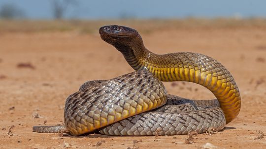 Inland Taipan: Most Venomous Snake in the World