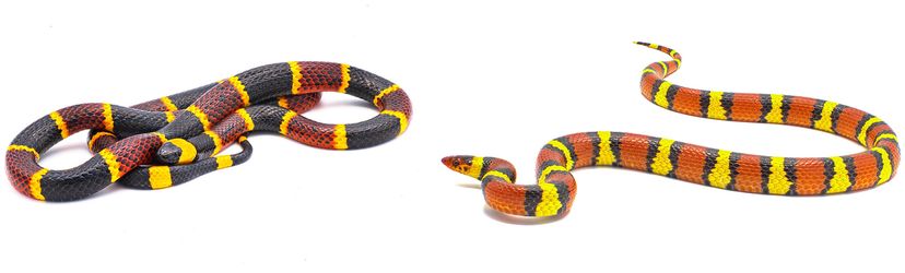 Comparison of two similarly colored snakes