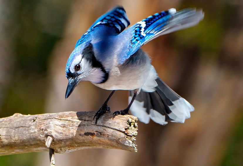 Blue jay