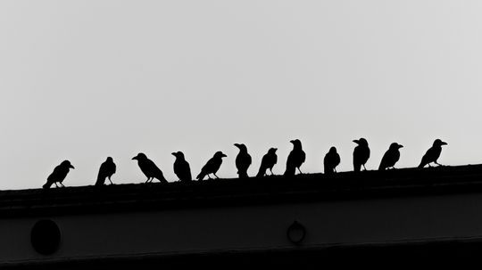 What Is a Group of Crows Called? Murder, Mob, and More