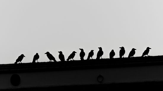 What Is a Group of Crows Called? Murder, Mob, and More