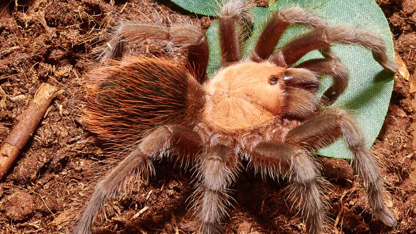 Brazilian salmon pink birdeater.