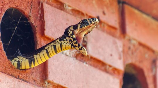 Is the Chicken Snake a Friend or Foe to Farmers?