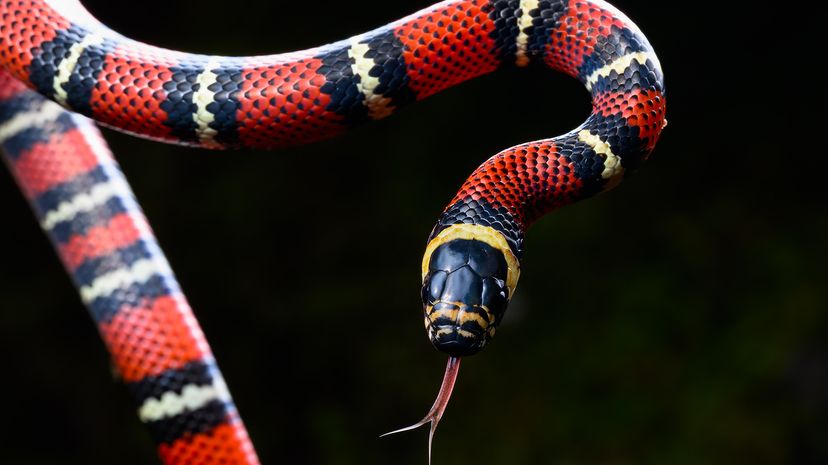 5 Black and Yellow Snake Species to Look Out For | HowStuffWorks