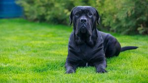 Cane corso