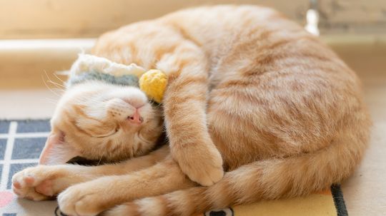 Cat Snoring: Obnoxious, Cute, or Cautionary?