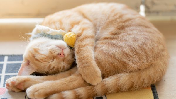 Cat Snoring: Obnoxious, Cute, or Cautionary?