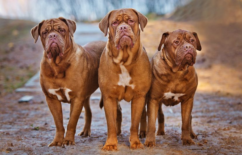 Dogue de Bordeaux