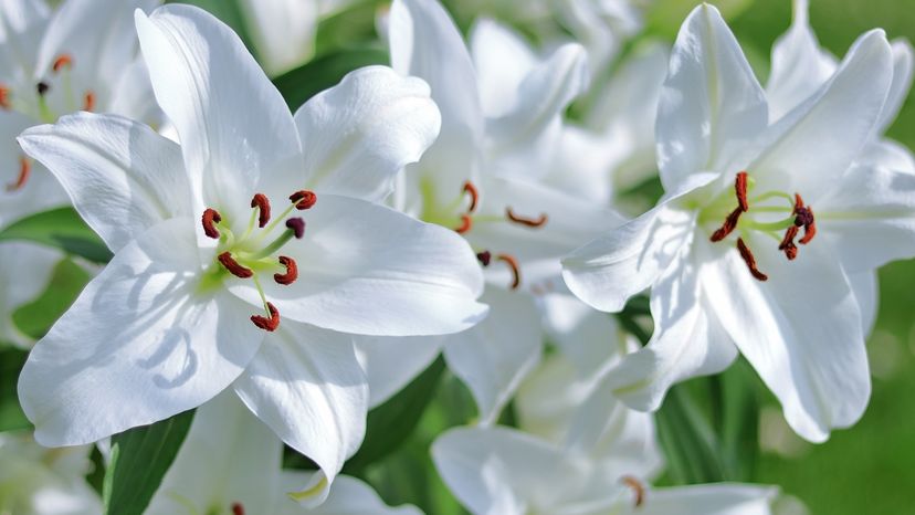 Easter lilies