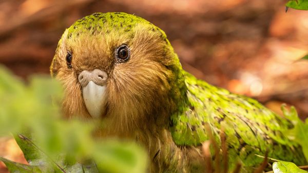 A green bird with a golden face and white beak peeks from behind green leaves
