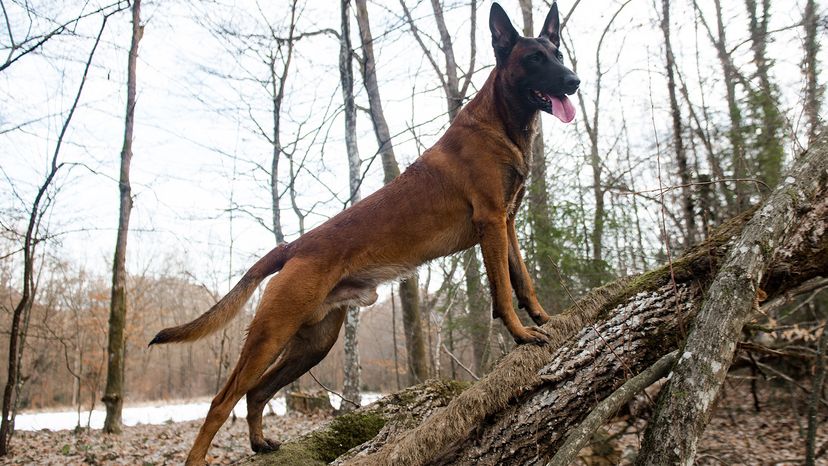 Belgian Malinois