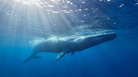 Why Are Blue Whales Going Silent?