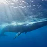 Why Are Blue Whales Going Silent?